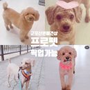 프로펫 애견샵 이미지