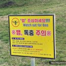 온달비디오 이미지