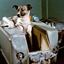 아프지말게 동물병원 이미지