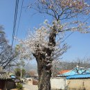 감자서리 이미지