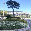 안산시청 앞 교통섬 이미지