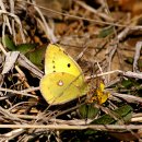 노랑나비 이미지