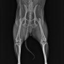 금빛동물병원 이미지