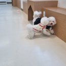 아르멍미르멍 이미지