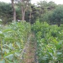 체리목장 이미지