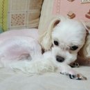 줄리엠 이미지