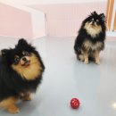 딩굴댕굴 애견호텔 유치원 이미지