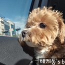 힙독 애견카페 이미지