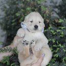 구산동강아지 네이버블로그