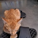 달봉이민박