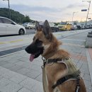 [꽃비 임보 일기] 산책도, 배변도, 훈련도 조금씩 레벨업 중입니다!! 이미지