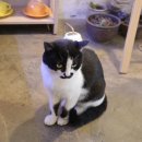 블루하라 | 동인천 카페 추천, 고양이들의 아지트 블루하라 카페 방문 후기