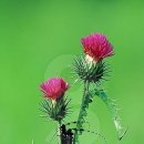 민들레산업 이미지