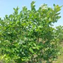 지동농장 이미지