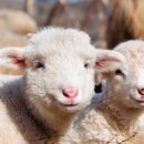 한우드림제2농장 이미지