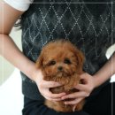 경안동-5 이미지