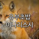 여우유부 이미지