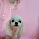 개꿀이발소 이미지