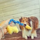 아이조아 캣파크 서울점 | 서울강아지호텔 세심한 돌봄이 있는 아이조아펫파크 서울점 후기