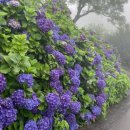 동광리-12 이미지