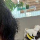 도리도리 이미지