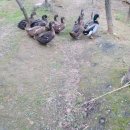 상방농장 이미지