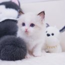 행복하게 달리는 집사 | 먼치킨고양이분양 앙증맞아 보여요.
