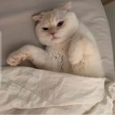 냥스타