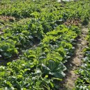 임병주농장 이미지