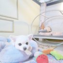 몽이네 | 내돈내산 청주 오창 옥산 강아지호텔 ㅣ 데이케어 몽이네맡겨보시개 후기