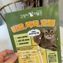 우리이발관 | [부천 신중동 고양이미용] 꼬질꼬질 시루 대변신! 고양이 이발관 후기