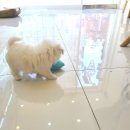 마마스미독 강아지분양 부산덕천점 네이버블로그