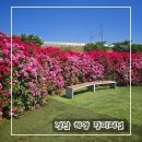 힐링엔젤스 경산점 | 경산 가볼만한곳 장미터널 포토존으로 유명한 핫플 대부잠수교 드디어 절정