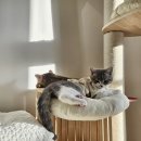 송이캣 | [고양이 주식 캔 내돈내산!] 보레알 캣 칠면조 &amp; 송어 캔 간단후기