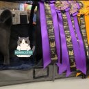 그랜비캐터리 이미지