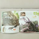 세마 사슴 이미지