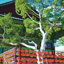 백운동천 | [장태동의 서울의 숲과 나무] 고목 빈 가지도 따뜻하다, 새봄에 새싹 틔움 알기에