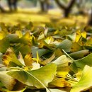 금밭 농장 이미지