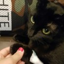 일마레 동물 메디컬 센터 이미지