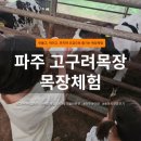 고구려 목장 | 치즈 만들고, 피자 만들고, 송아지 우유주고, 엄마소 먹이주고 | 고구려목장 목장체험 후기
