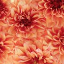 동성휀스 | 경기도 일산동구 동성휀스철망, 후기, 가격, 위치