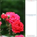 수원-0686 이미지