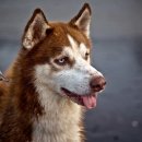 능곡동물병원 이미지