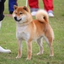소우