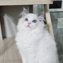 달래캐터리 이미지