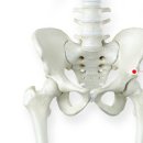 엉덩이 통증 치료 방법 고관절 엉치뼈통증 원인 척추관 협착증 천골염 고관절 대퇴비구 충돌증후군 이미지