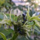 개미목장 이미지