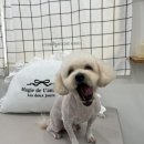 동글하개 네이버블로그