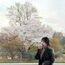 경주 벚꽃 명소 추천 개화상황 실시간 (사람적은 곳, 포토존, 주차장 정보)