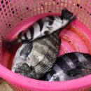 진복수산 이미지